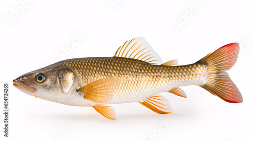 freshwater fish on white background - small zander fish isolated on white also known as pike perch photo