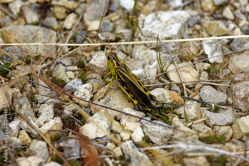 Gros plan sur un criquet des montagnes alpines. photo