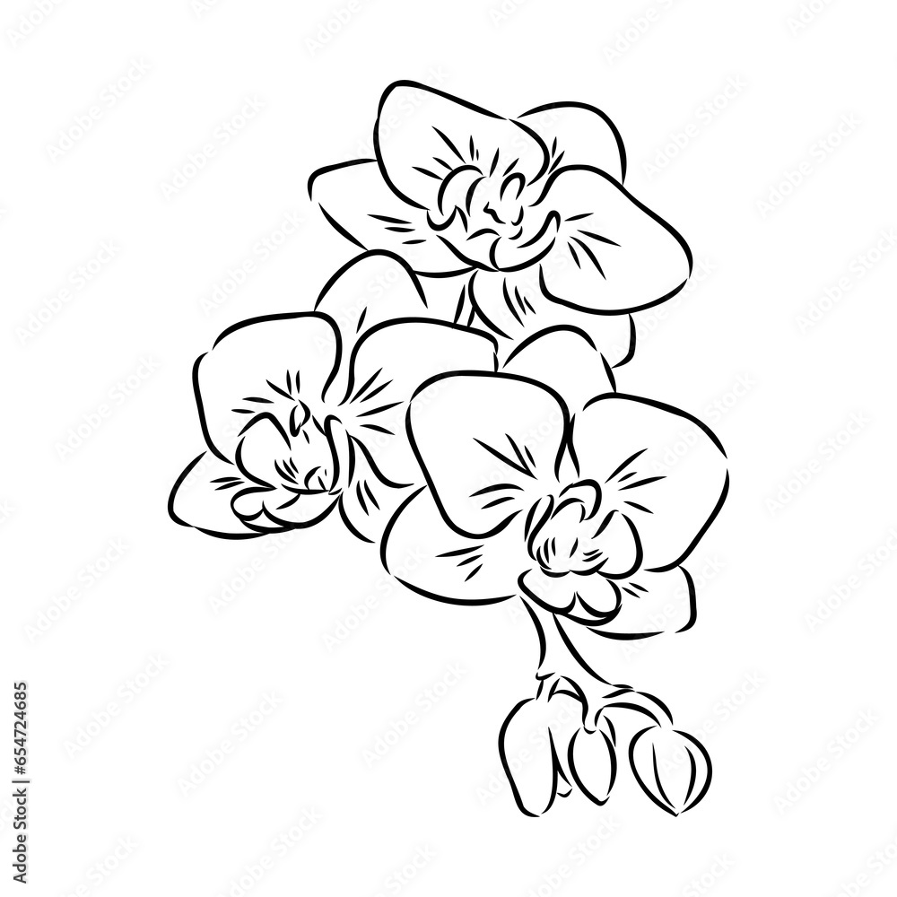 Beautiful monochrome vector orchid branches with flowers orchid, vector sketch Beautiful monochrome vector orchid branches with flowers orchid, vector sketch