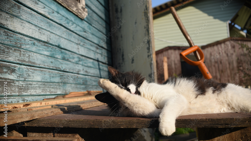 Φωτογραφία cat on the porch of the barn, the end of harvesting, pet outdoors