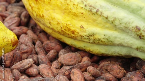 Dolly, closeup of cacaofruits or cacao pods on cocoa seeds or beans, single-origin photo