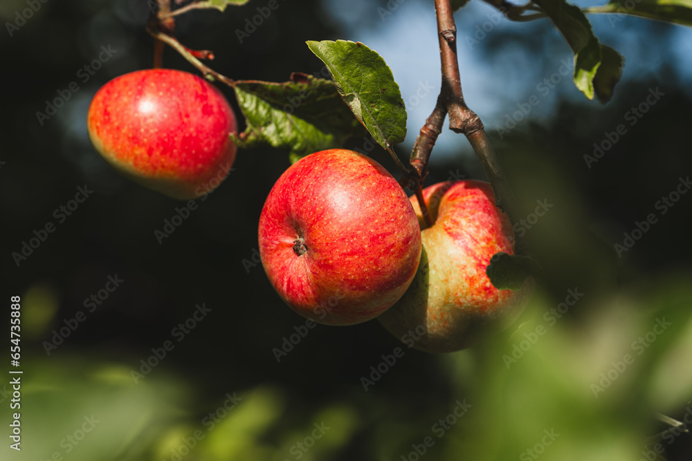 organic red apples growing on an apple tree organic red apples growing on an apple tree