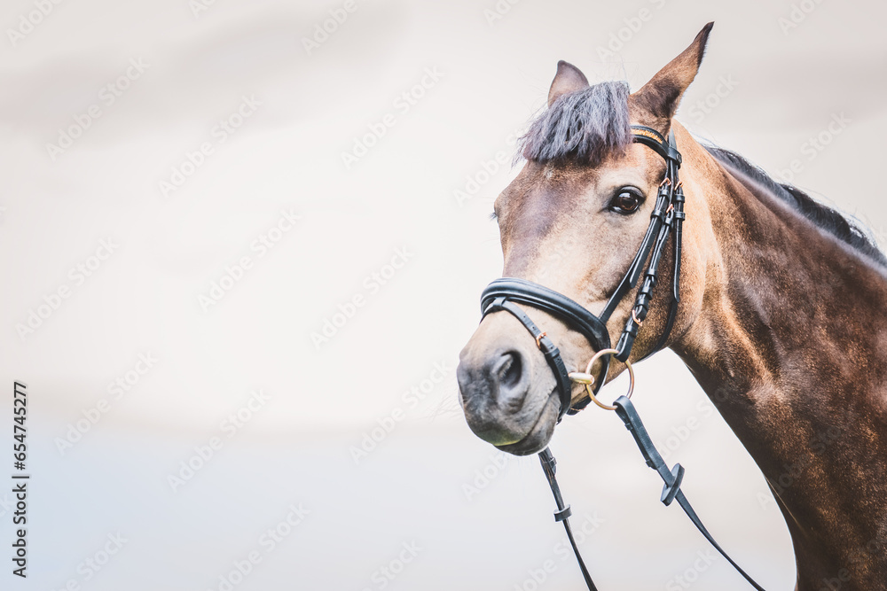 Fototapeta premium Pferd / Pony