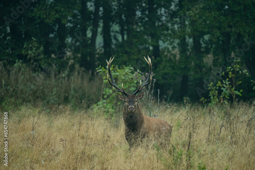 Fototapeta Naklejka Na Ścianę i Meble -  Jeleń szlachetny, Cervus elaphus, rykowisko, polska,