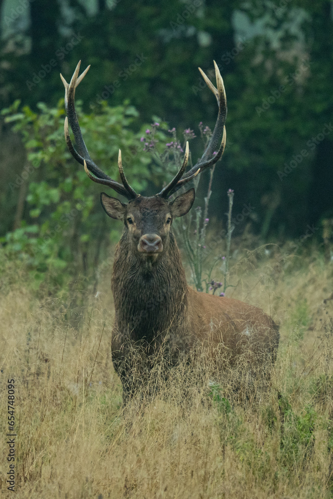 Obraz premium Jeleń szlachetny, Cervus elaphus, rykowisko, polska