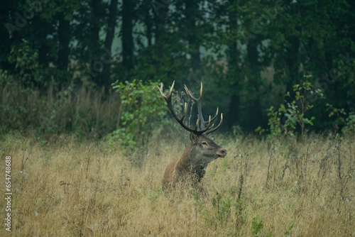 Fototapeta Naklejka Na Ścianę i Meble -  Jeleń szlachetny, Cervus elaphus, rykowisko, polska