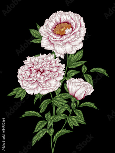 Vector illustration of a bouquet of white peonies
