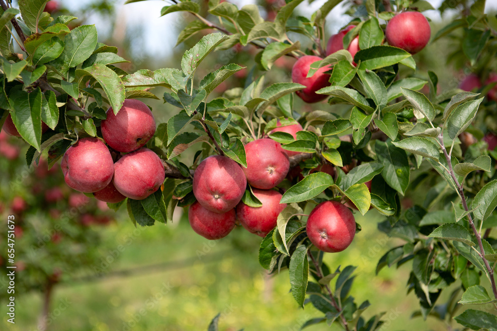 apples ready for harvesting on begining of october apples ready for harvesting on begining of october