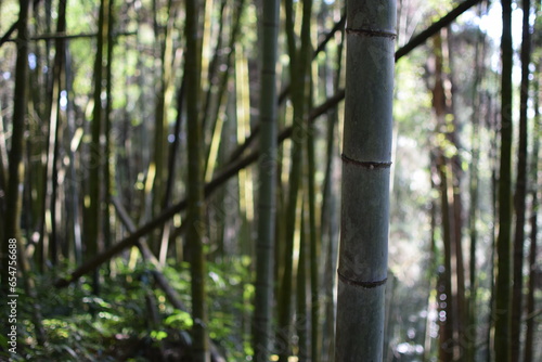Fotografia bamboos