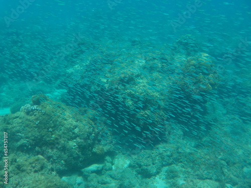 under the sea