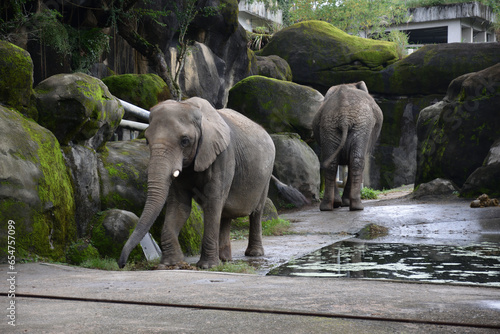 Photography elephants