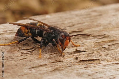 Closeup on the invasive and aggressive a dark Asian yellow-legged hornet , Vespa velutina
