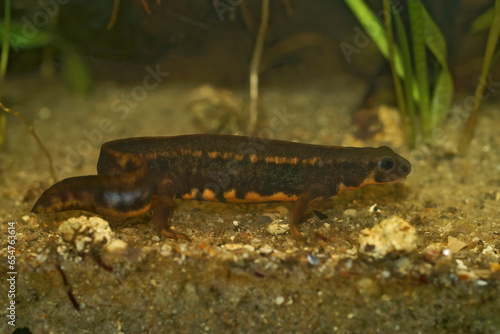 Closeup on a male of the the endangered aquatic Japanese Riu-Kiu sword-tailed newt, Cynops ensicauda in an aquarium