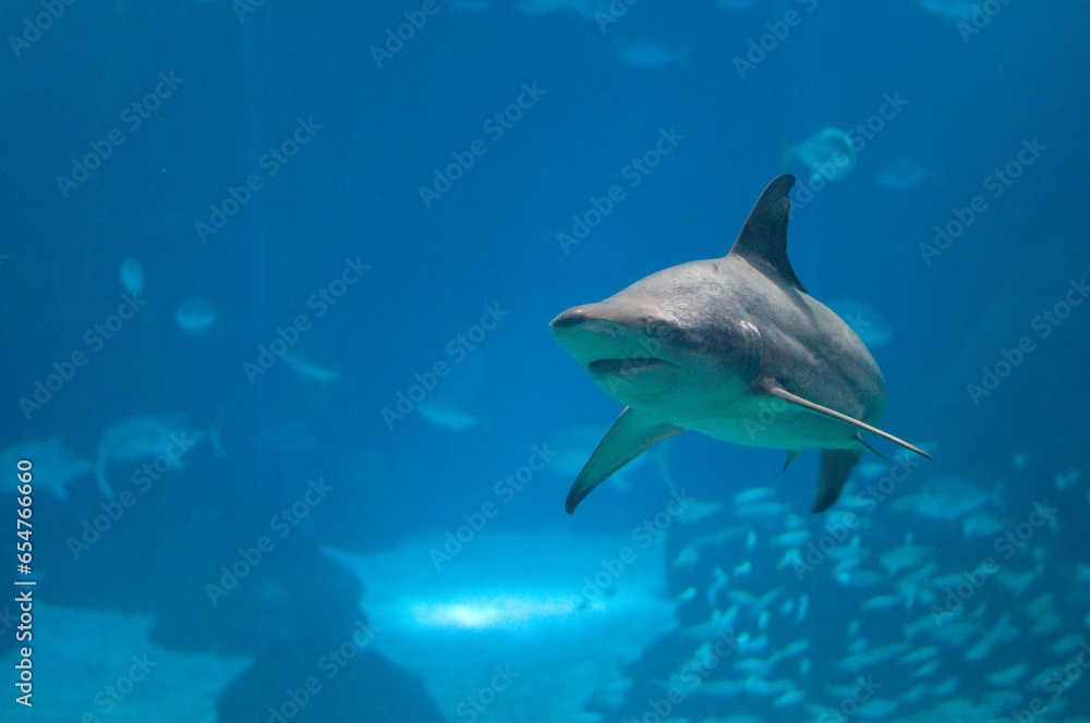 A powerful shark swims in an aquarium in Lisbon, Portugal