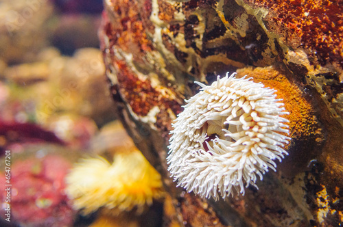 Colorful marine life in an aquarium in Lisbon, Portugal