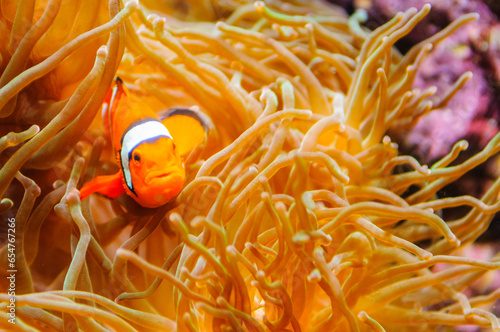 An orange clownfish enjoys the calm and protection of a venomous anemone in an  aquarium in Lisbon, Portugal