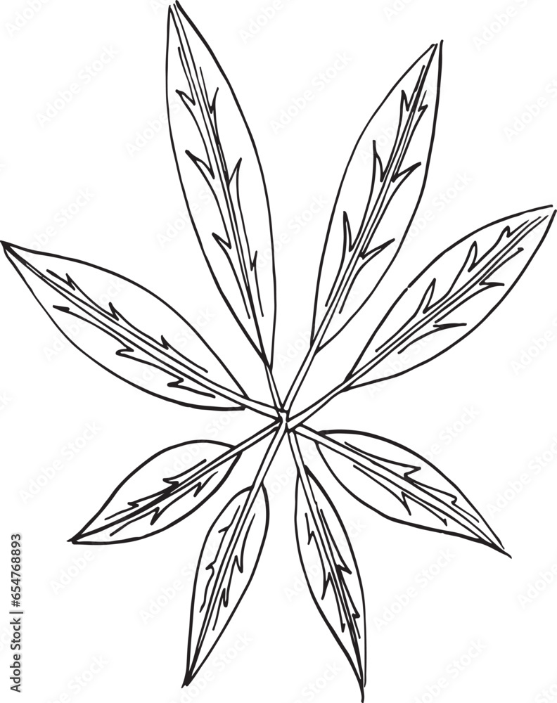 Fototapeta premium Outline branches with leaves. Contour thin leaf. Botanical set of hand drawn design elements lineart