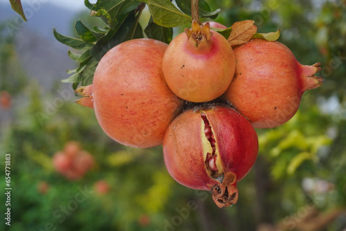 
Ripe pomegranate (Punica granatum) fruits, ready to be picked