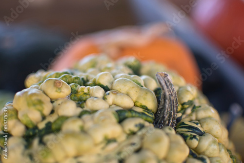 variety of pumpkins in harvest season