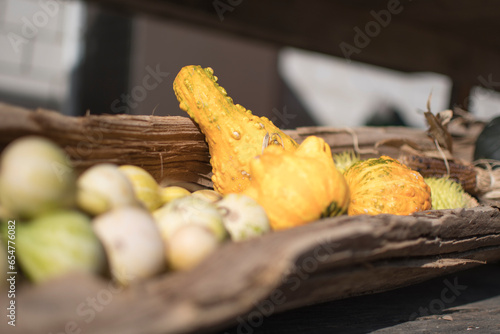 variety of pumpkins in harvest season