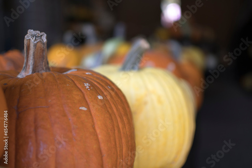 variety of pumpkins in harvest season