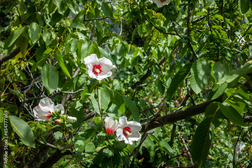 Blooming white Hibiscus rosa-sinensis flower in Himachal Pradesh's hills, India. photo