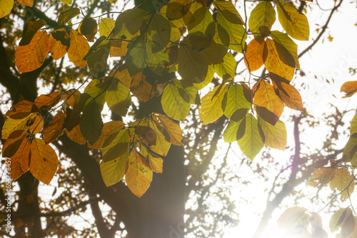 Autumn Elegance: Close-Up of Park Leaves in Golden Hues