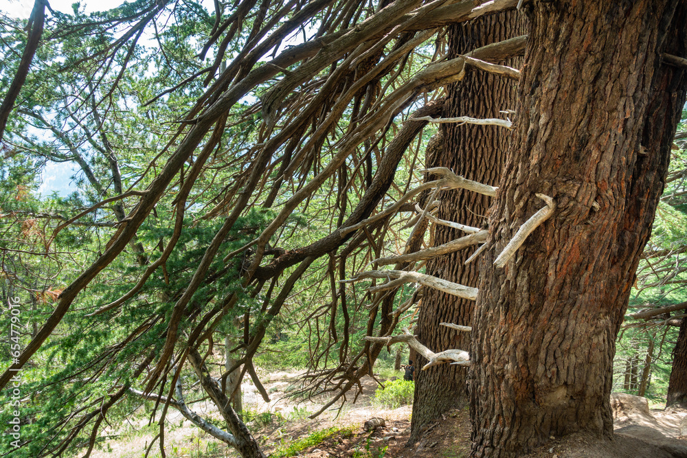 Obraz premium Giant Deodar Cedar tree in Himachal Pradesh forest, with new stems emerging from the main trunk