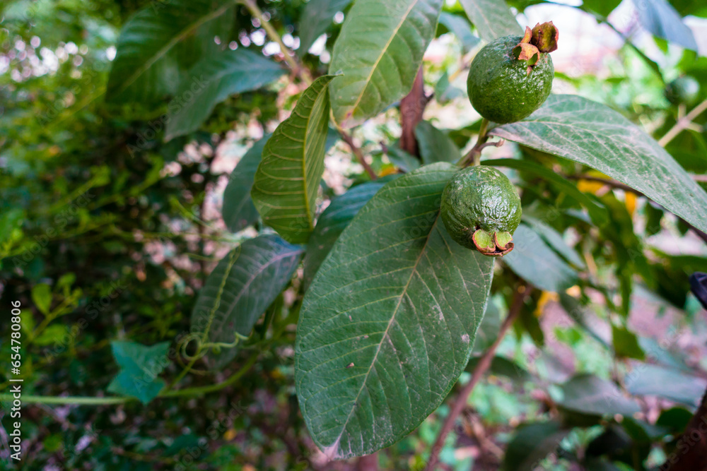 Closeup of young Guava fruits on an organic farm in India, showcasing sustainable agriculture. Nutrient-rich and healthy diet option