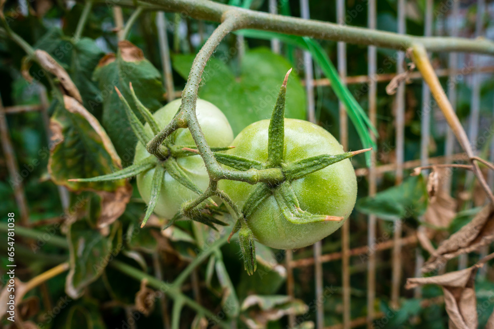 Organic Farm in India: Green tomatoes on the vine. Sustainable farming promoting diet and health benefits Organic Farm in India: Green tomatoes on the vine. Sustainable farming promoting diet and health benefits