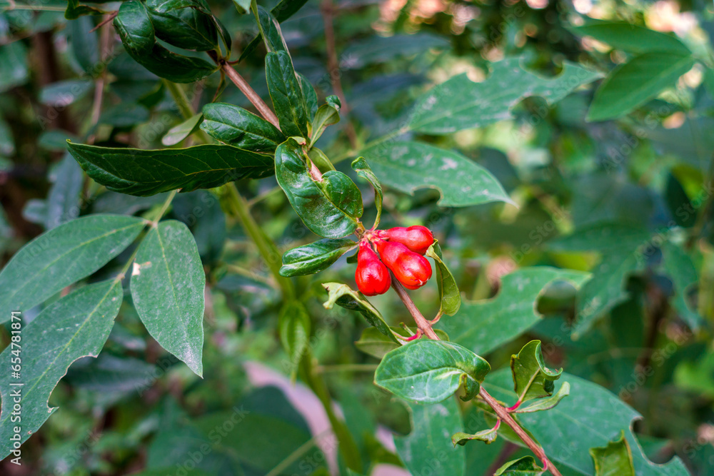 Pomegranate fruit buds in full bloom during the organic farming season in India