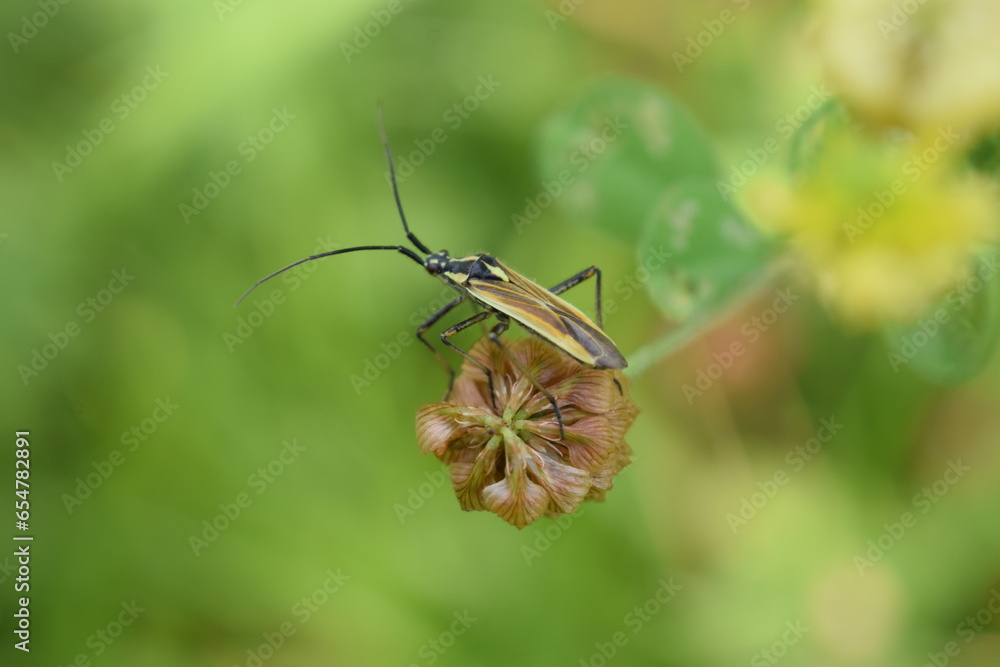 Mały szaro brązowy robak siedzący na małym pączku rośliny  - obrazy, fototapety, plakaty 