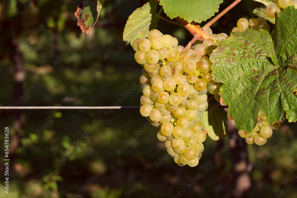 Fototapeta premium bunch of white grapes close-up