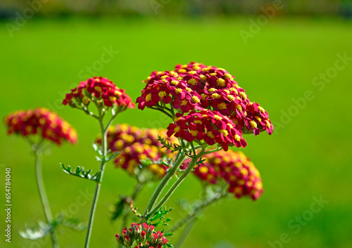 Obraz na płótnie Krwawnik pospolity (Achillea millefolium), common yarrow, krwawnik pospolity odmiana