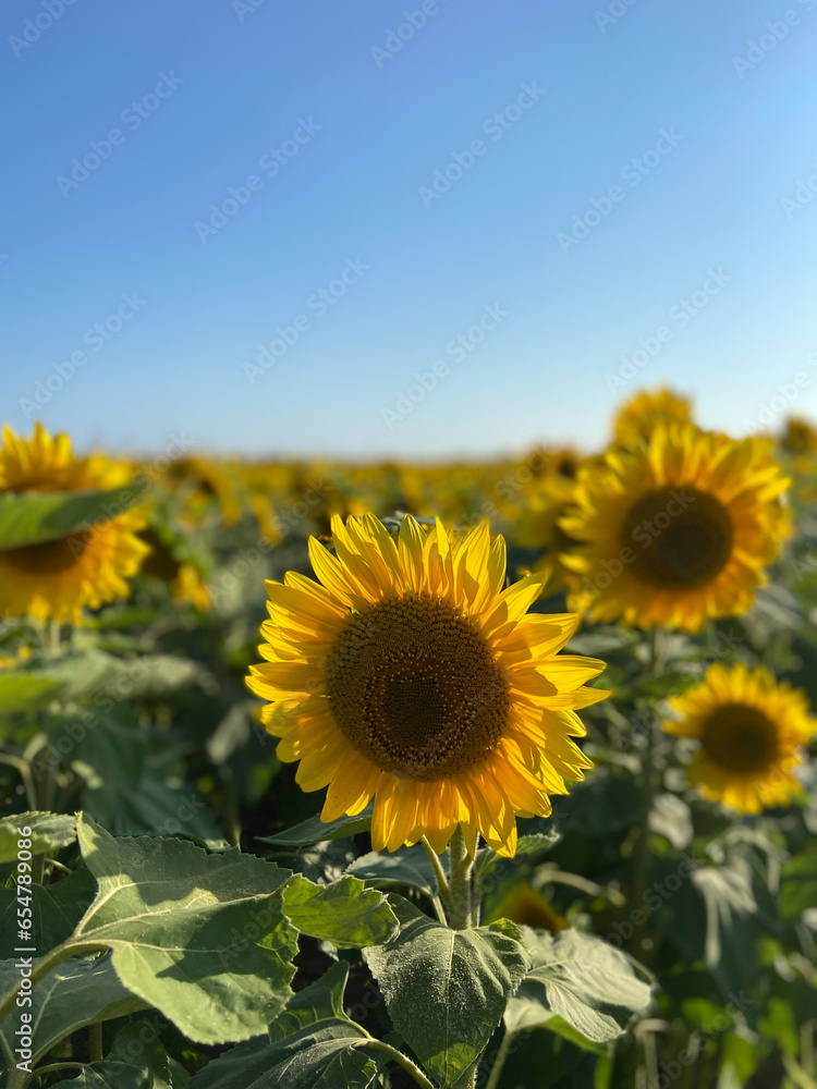 Large yellow sunflowers bloomed on a farm field in summer. The agricultural industry, production of sunflower oil, honey. Healthy ecology organic farming, nature background.