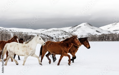A mixed herd of wild and domesticated horses frolics on the Ladder Livestock ranch, at the Wyoming-Colorado border.