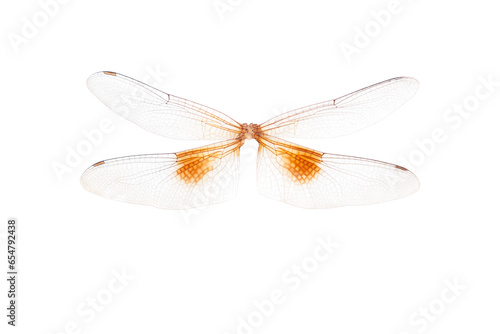 Close up of Dragonfly wings isolated on white background. Top view