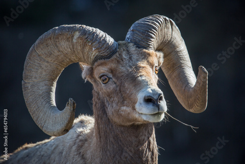 Tableau sur toile Bighorn sheep, Lamar Valley, USA.