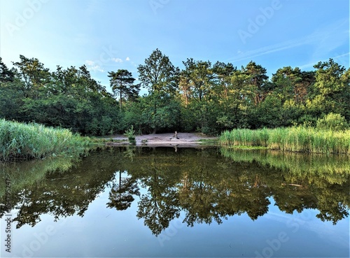 lake in the forest