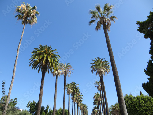 Palm trees street in Beverly Hills, Los Angeles, California, USA.