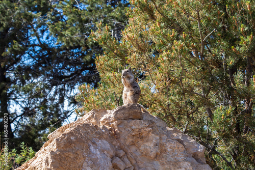 A Rock Squirrel (Spermophilus variegatus) at the Mather Point in the Grand Canyon National Park, Arizona, USA.