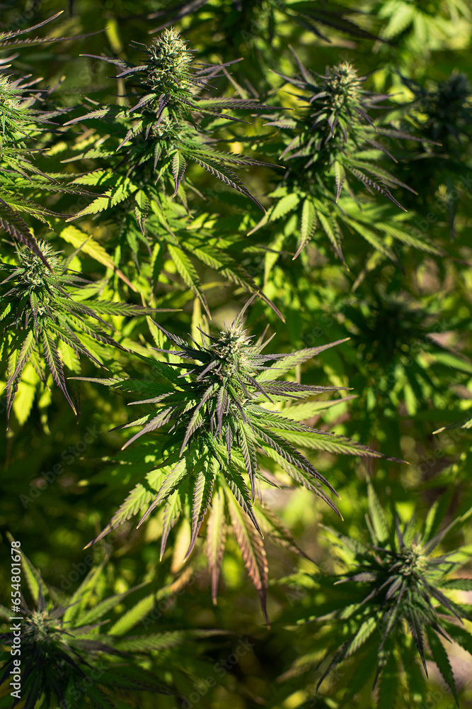 Mature Marijuana Plant With Bud And Leaves Texture Of Marijuana Plants Mature Marijuana Plant With Bud And Leaves Texture Of Marijuana Plants