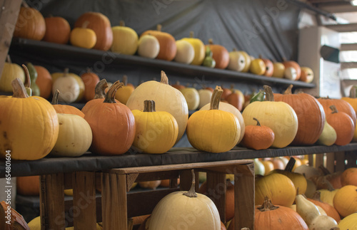 variety of pumpkins in harvest season