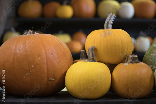 variety of pumpkins in harvest season
