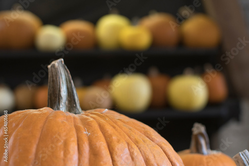 variety of pumpkins in harvest season