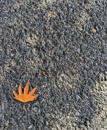 leaves on asphalt