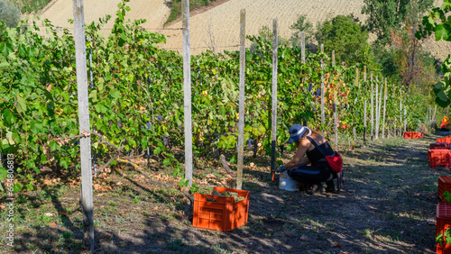 woman farmer trim sauvignon grape from plant in winefarm in summertime harvesting period photo