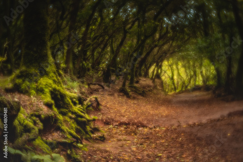 tunel path in the forest