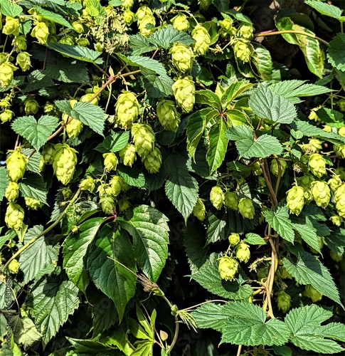 green leaves in the garden