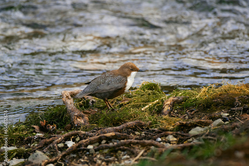 The white-throated dipper on a coast preparing to dive